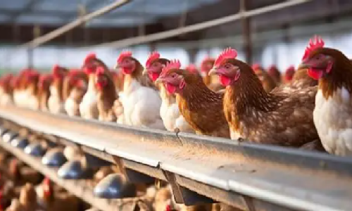 Após auditoria técnica, União Europeia valida controles brasileiros de aves e mel