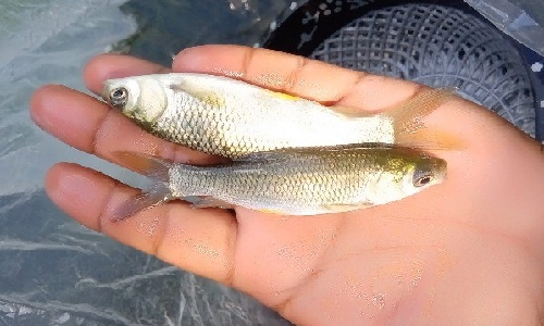Cientistas identificam taxa recorde de deformações em peixes do ES