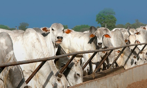 Alavancado por parceria com a China, agronegócio bate recorde histórico e fatura US$ 10 bilhões com carne bovina no 1º semestre